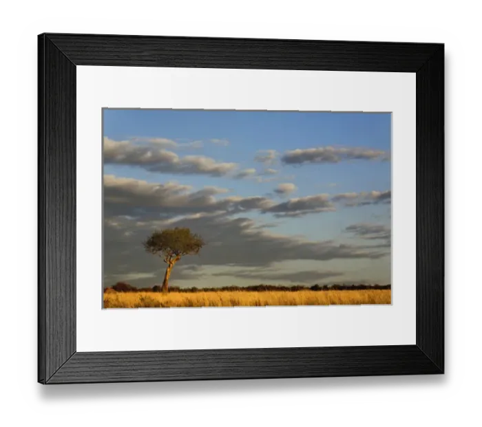 Framed Print : Single Umbrella Thorn Acacia tree at sunset, Acacia tortilis, Masai Mara Game Reserve Framed Print : Single Umbrella Thorn Acacia tree at sunset, Acacia tortilis, Masai Mara Game Reserve