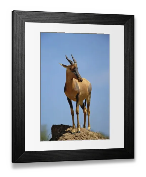 Framed Print : Topi, Damaliscus korrigum. standing guard on termite mound, Masai Mara Game Reserve