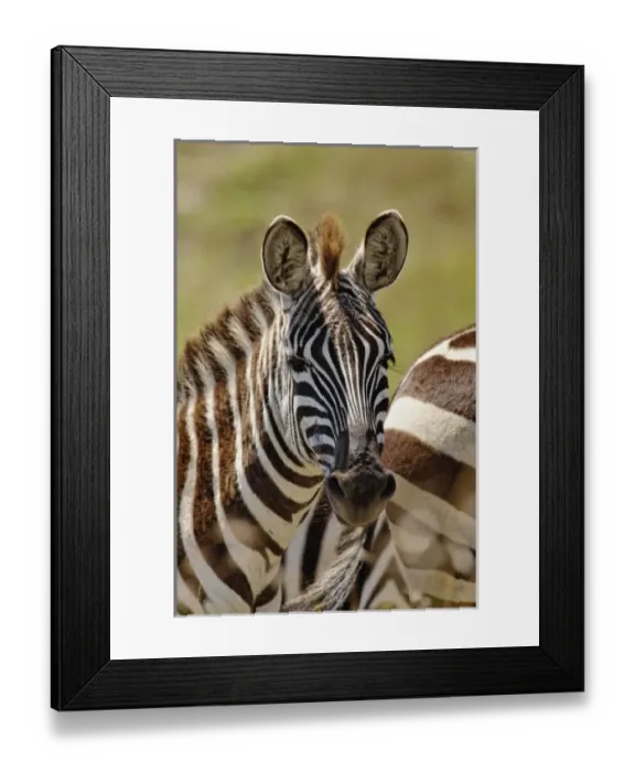 Framed Print : Africa, Kenya Framed Print : Africa, Kenya