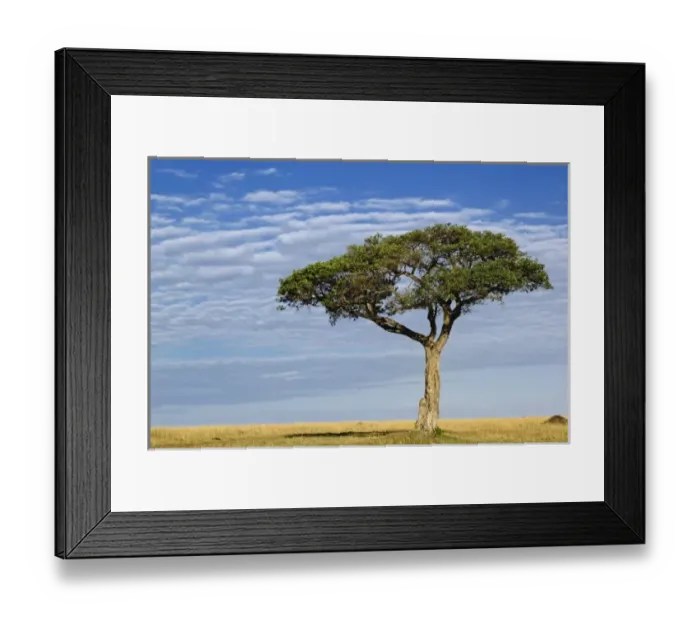 Framed Print : Umbrella Thorn Acacia, Acacia tortilis, Masai Mara Game Reserve, Kenya