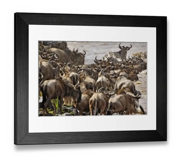 Framed Print : Massive herd of Wildebeest, Connochaetes taurinus crossing the Mara River heading south to Tanzania