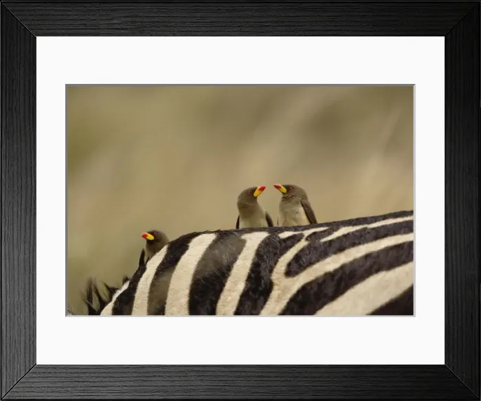 Framed Print : Africa, Kenya Framed Print : Africa, Kenya
