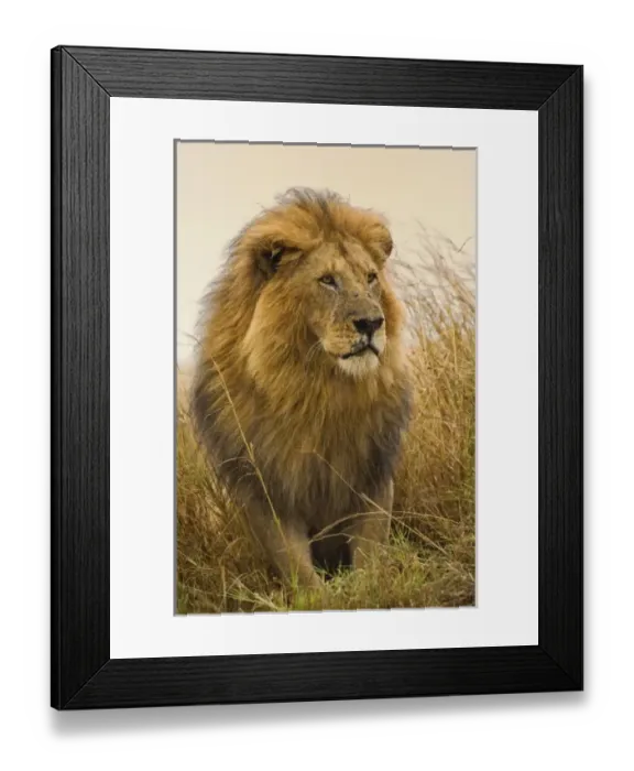 Framed Print : Old adult black maned Lion, Masai Mara Game Reserve, Kenya