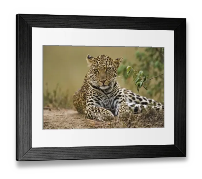 Framed Print : Africa, Kenya Framed Print : Africa, Kenya