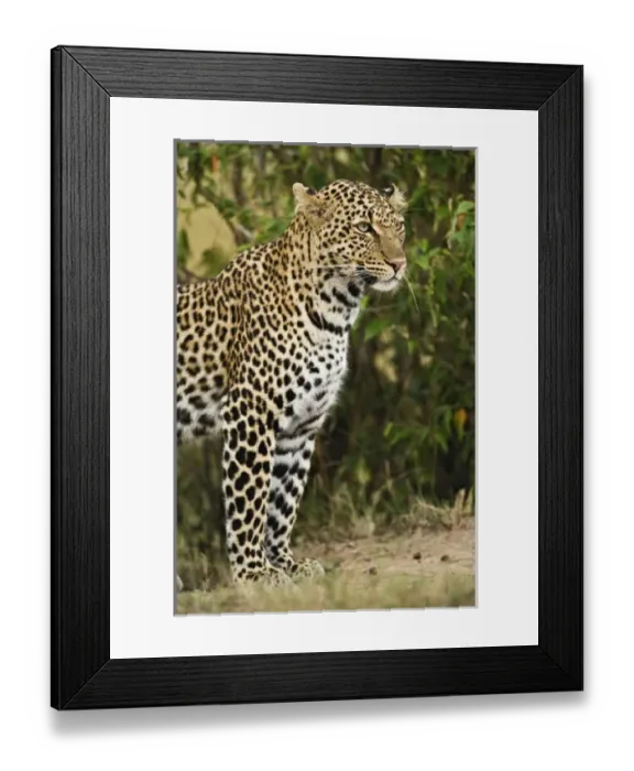 Framed Print : Africa, Kenya Framed Print : Africa, Kenya