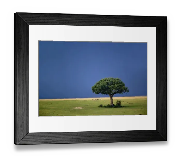Framed Print : Sausage Tree, Kigelia pinnata, Masai Mara Game Reserve, Kenya Framed Print : Sausage Tree, Kigelia pinnata, Masai Mara Game Reserve, Kenya