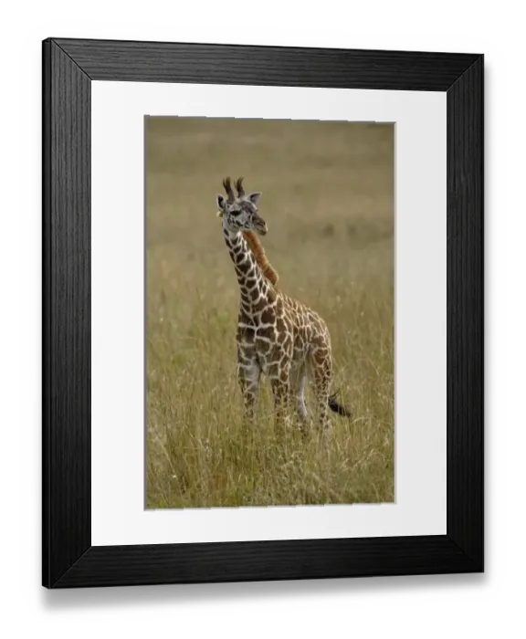Framed Print : Africa, Kenya Framed Print : Africa, Kenya