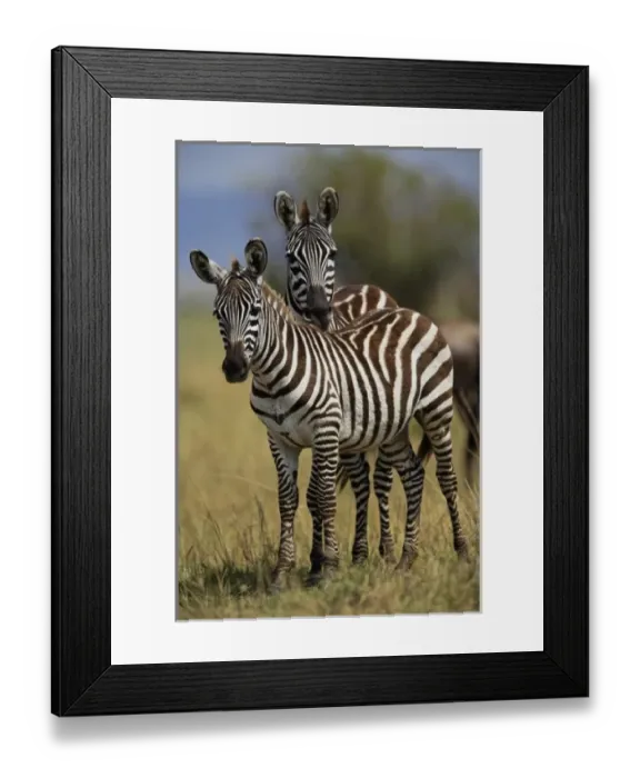 Framed Print : Africa, Kenya Framed Print : Africa, Kenya