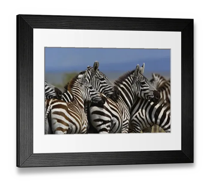 Framed Print : Burchellis Zebra, Equus burchellii, Masai Mara Game Reserve, Kenya Framed Print : Burchellis Zebra, Equus burchellii, Masai Mara Game Reserve, Kenya