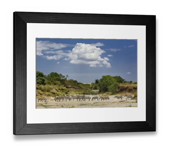 Framed Print : Burchells Zebra crossing dry river bed, Equus burchellii, Masai Mara Game Reserve Framed Print : Burchells Zebra crossing dry river bed, Equus burchellii, Masai Mara Game Reserve