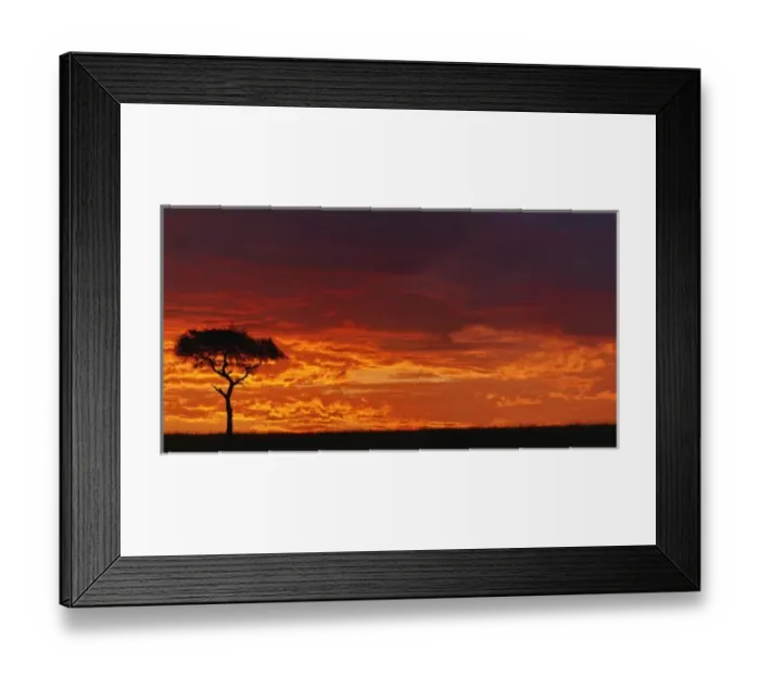 Framed Print : Umbrella Thorn Acacia, Acacia tortilis, silhouetted at sunrise, Masai Mara Game Reserve