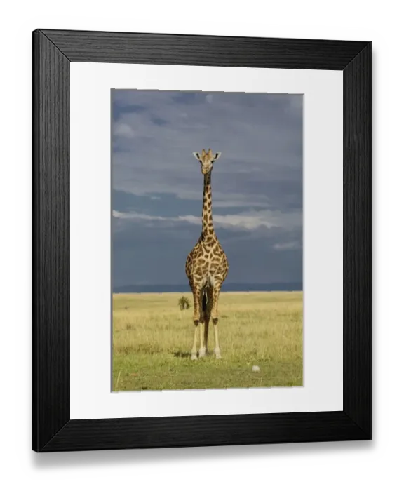 Framed Print : Giraffe and stormy sky, Giraffa camelopardalis tippelskirchi, Masai Mara Game Reserve Framed Print : Giraffe and stormy sky, Giraffa camelopardalis tippelskirchi, Masai Mara Game Reserve
