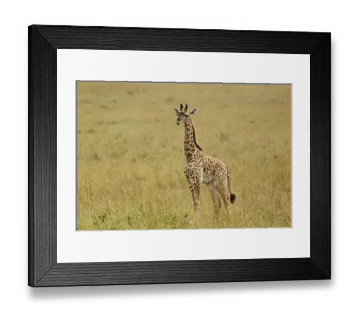 Framed Print : Africa, Kenya Framed Print : Africa, Kenya
