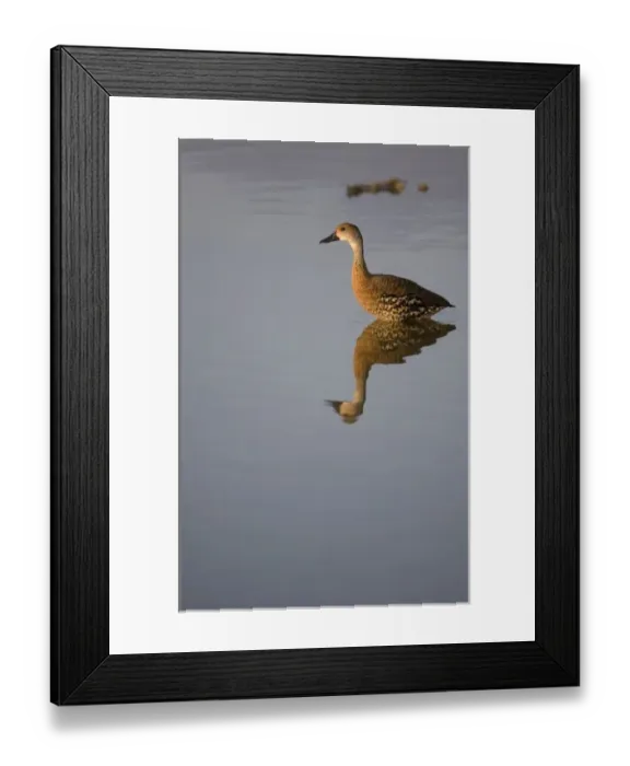 Framed Print : Cayman Islands, Little Cayman Island, West Indian Whistling Ducks (Dendrocygna arborea) Framed Print : Cayman Islands, Little Cayman Island, West Indian Whistling Ducks (Dendrocygna arborea)