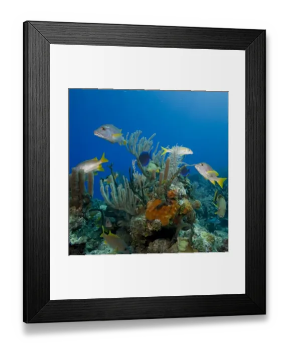 Framed Print : Cayman Islands, Little Cayman Island, Underwater view of Tropical fish swimming near