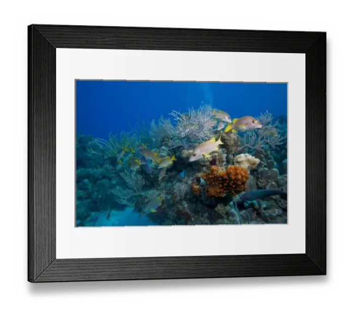 Framed Print : Cayman Islands, Little Cayman Island, Underwater view of Schoomaster (Lutjanus apodus) Framed Print : Cayman Islands, Little Cayman Island, Underwater view of Schoomaster (Lutjanus apodus)