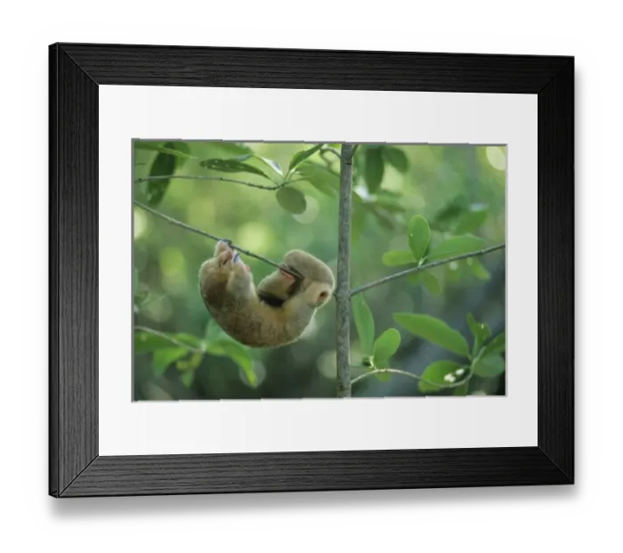 Framed Print : Silky Anteater, (Cyclopes didactylus), West Indies, Trinidad, Caroni Swamp, sleeping Framed Print : Silky Anteater, (Cyclopes didactylus), West Indies, Trinidad, Caroni Swamp, sleeping