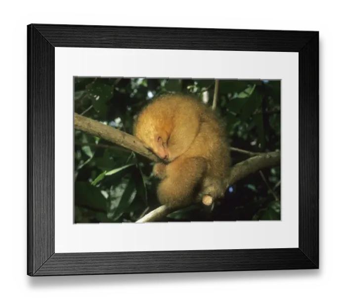 Framed Print : Caribbean, Trinidad