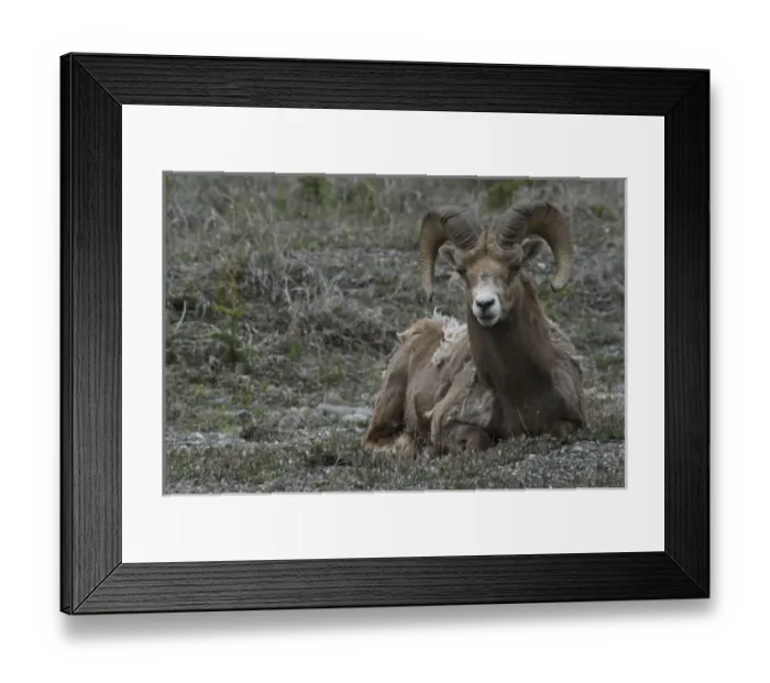 Framed Print : Canada, Alberta