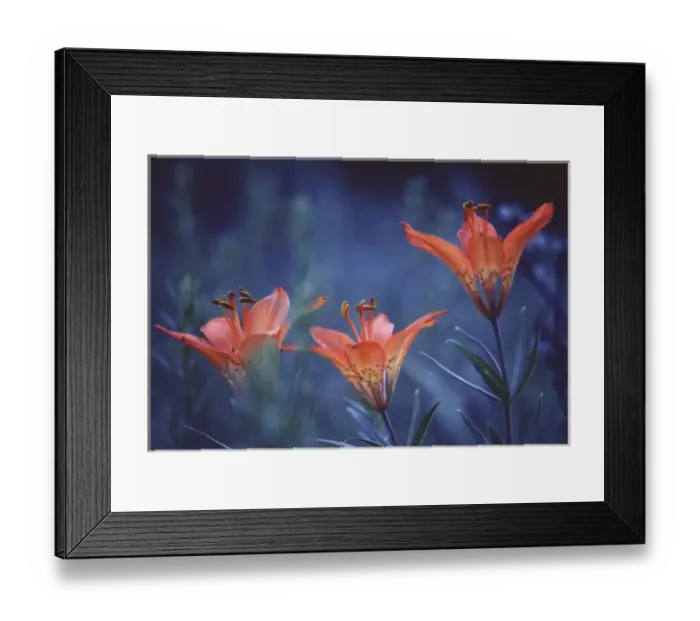 Framed Print : Canada, Alberta, Jasper National Park. Wood lilies at dusk