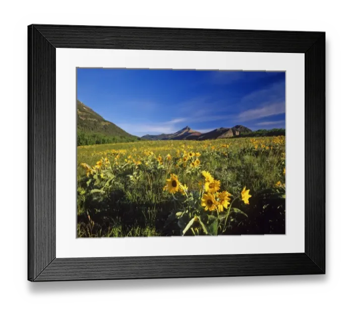 Framed Print : Arrowleaf balsomroot wildflowers in Waterton Lakes National Park in Alberta, Canada Framed Print : Arrowleaf balsomroot wildflowers in Waterton Lakes National Park in Alberta, Canada