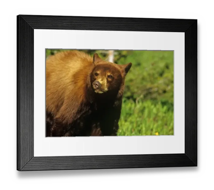 Framed Print : Canada, Alberta
