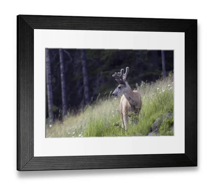 Framed Print : Young deer in Banff National Park, Alberta, Canada