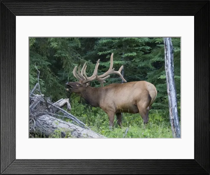 Framed Print : Bugling elk in Banff National Park, Canada Framed Print : Bugling elk in Banff National Park, Canada