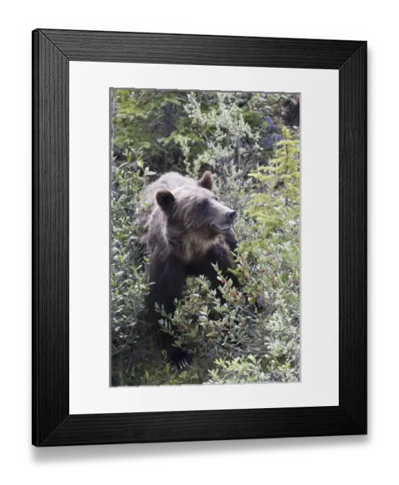 Framed Print : Canada, Alberta Framed Print : Canada, Alberta