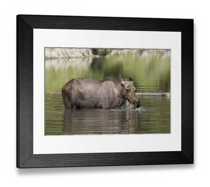Framed Print : Canada, Alberta Framed Print : Canada, Alberta
