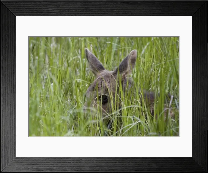 Framed Print : Canada, Alberta Framed Print : Canada, Alberta