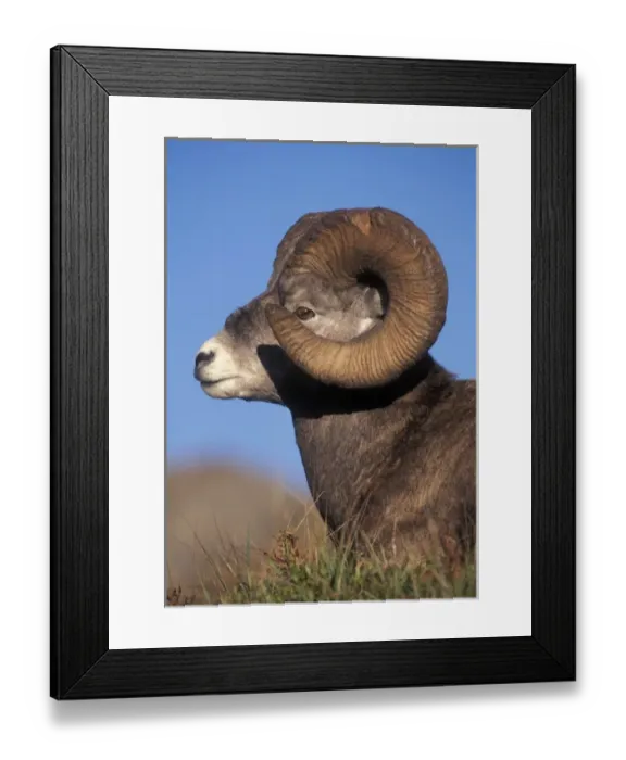 Framed Print : Bighorn Sheep, (Ovis canadensis), Jasper National Park, Alberta, Canada Framed Print : Bighorn Sheep, (Ovis canadensis), Jasper National Park, Alberta, Canada