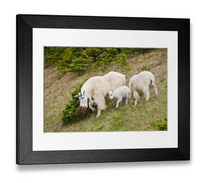 Framed Print : Canada, Alberta