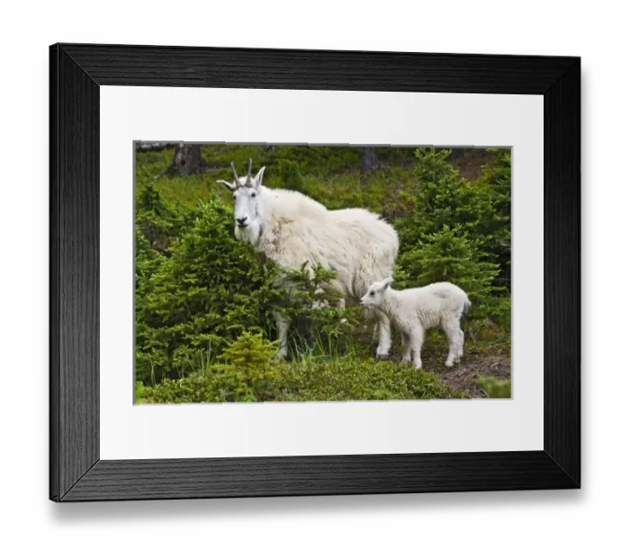 Framed Print : Canada, Alberta