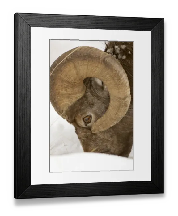 Framed Print : Bighorn sheep, Ovis canadensis, Maligne Canyon, Jasper National Park, Alberta, Rocky Framed Print : Bighorn sheep, Ovis canadensis, Maligne Canyon, Jasper National Park, Alberta, Rocky