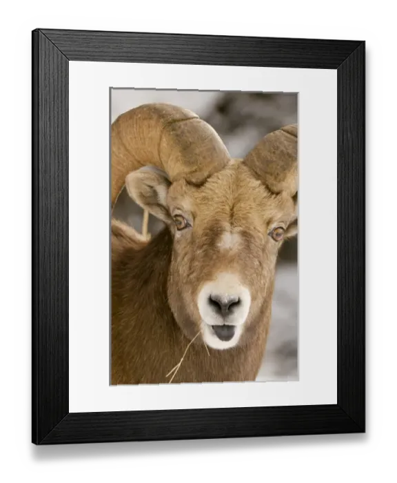 Framed Print : Canada, Alberta Framed Print : Canada, Alberta
