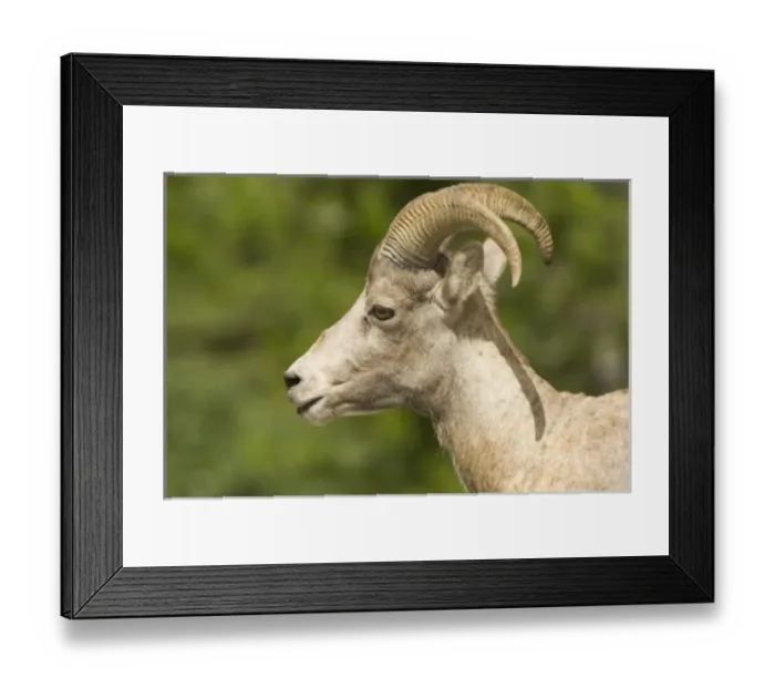 Framed Print : Canada, Alberta Framed Print : Canada, Alberta