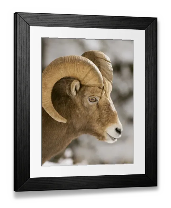 Framed Print : Canada, Alberta