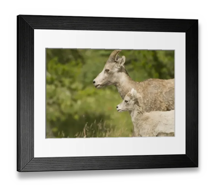 Framed Print : Canada, Alberta Framed Print : Canada, Alberta
