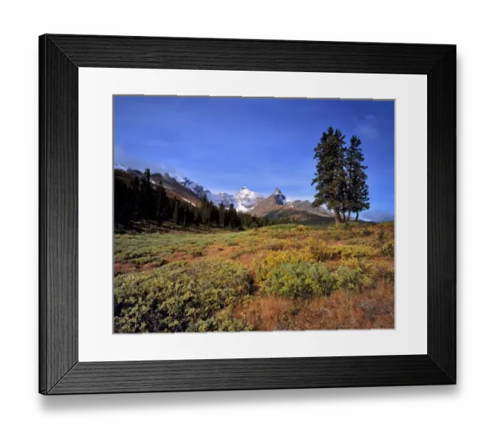 Framed Print : Canada, Alberta, Mt Saskatchewan. Mt Saskatchewan is one of the many spectacular peaks in Banff NP Framed Print : Canada, Alberta, Mt Saskatchewan. Mt Saskatchewan is one of the many spectacular peaks in Banff NP
