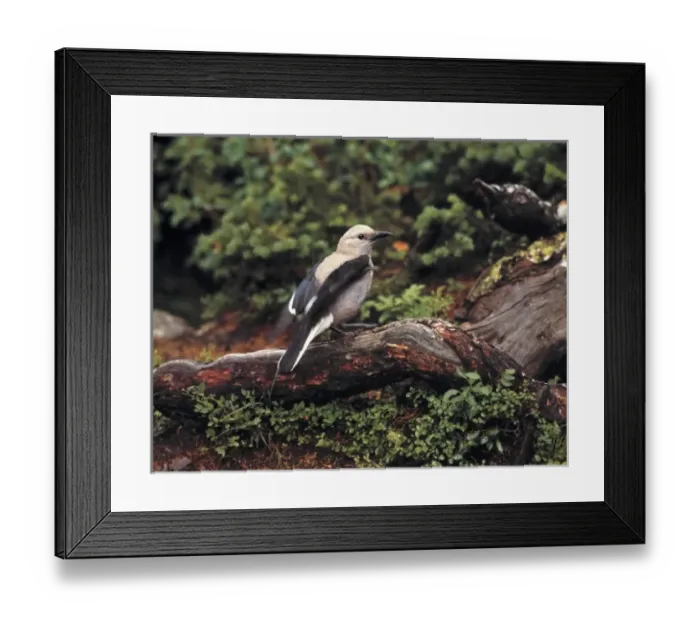 Framed Print : Common to conifer-laden areas near the timberline, Clarks Nutcrackers abound in Banff NP Framed Print : Common to conifer-laden areas near the timberline, Clarks Nutcrackers abound in Banff NP