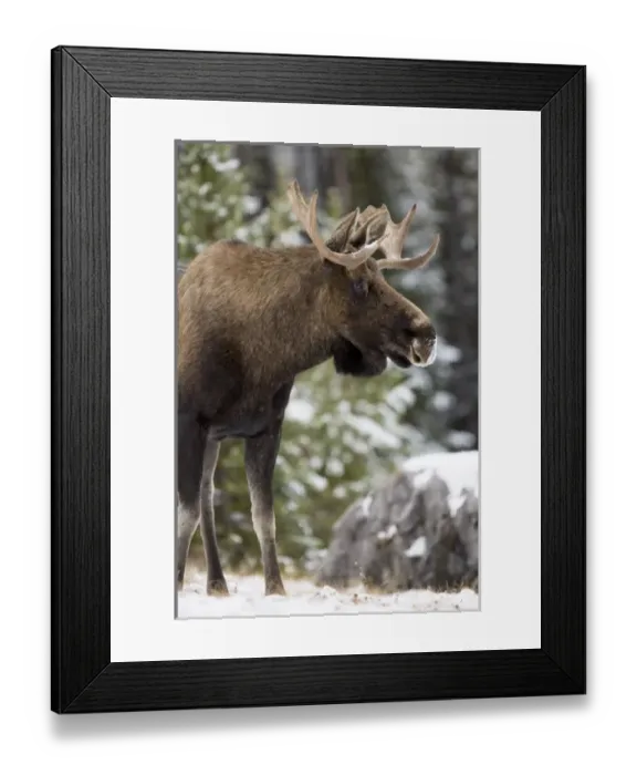 Framed Print : Canada, Alberta Framed Print : Canada, Alberta