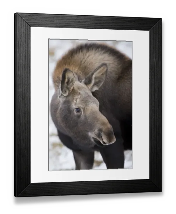 Framed Print : North America, Canada, Alberta, Jasper National Park. Yearling Moose Framed Print : North America, Canada, Alberta, Jasper National Park. Yearling Moose