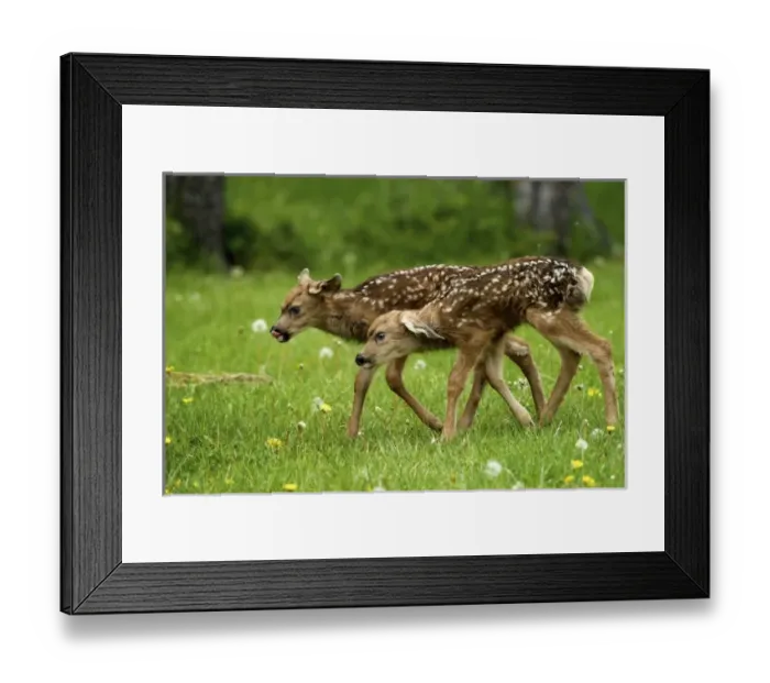 Framed Print : Canada, Alberta