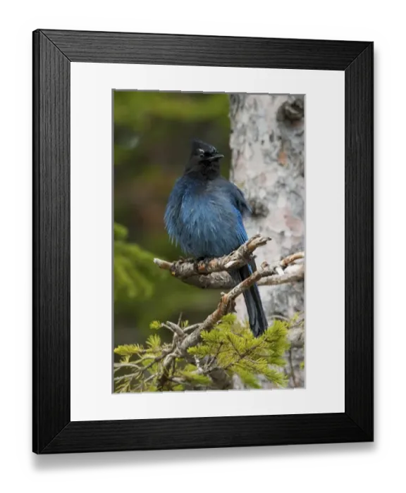 Framed Print : Canada, Alberta, Waterton Lakes National Park. Stellars Jay Framed Print : Canada, Alberta, Waterton Lakes National Park. Stellars Jay