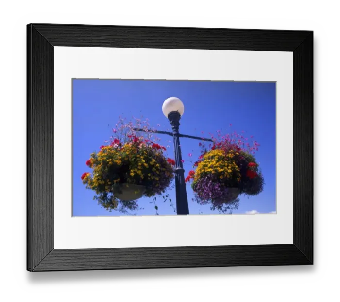 Framed Print : Beautiful flowers in posts from lights in beautiful Victoria British Columbia Canada Framed Print : Beautiful flowers in posts from lights in beautiful Victoria British Columbia Canada