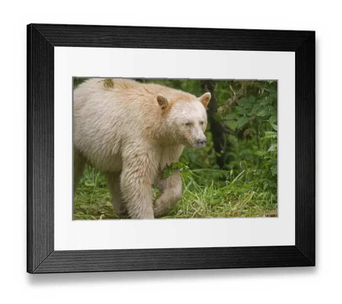 Framed Print : Canada, British Columbia Framed Print : Canada, British Columbia