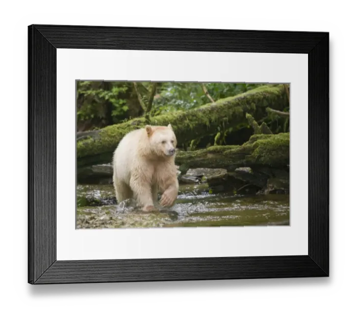 Framed Print : Canada, British Columbia