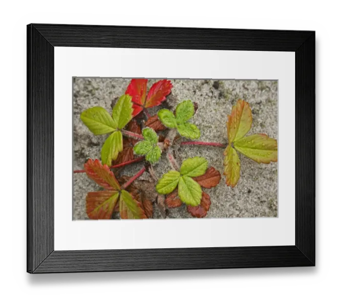 Framed Print : Canada, British Columbia