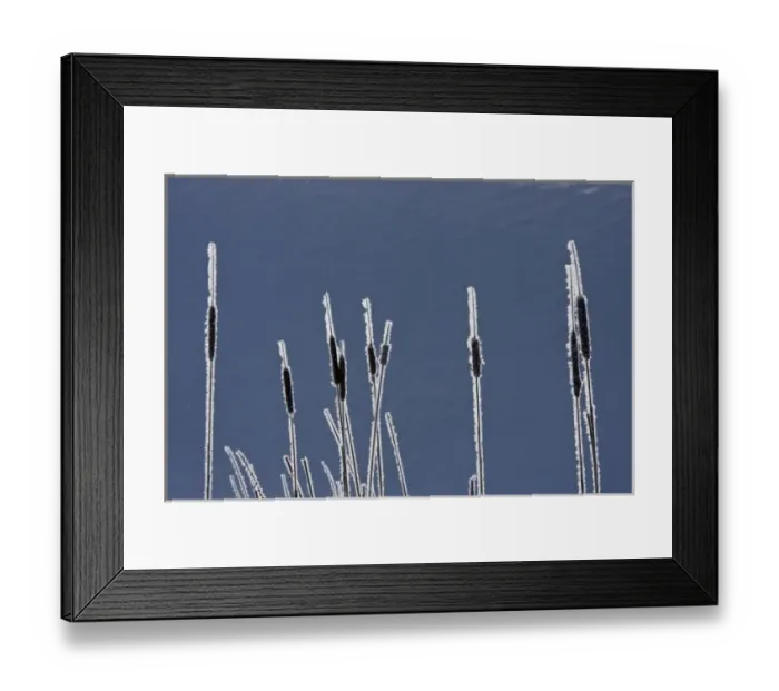 Framed Print : Canada, British Columbia. Bulrushes coated with hoar frost with snow in background Framed Print : Canada, British Columbia. Bulrushes coated with hoar frost with snow in background